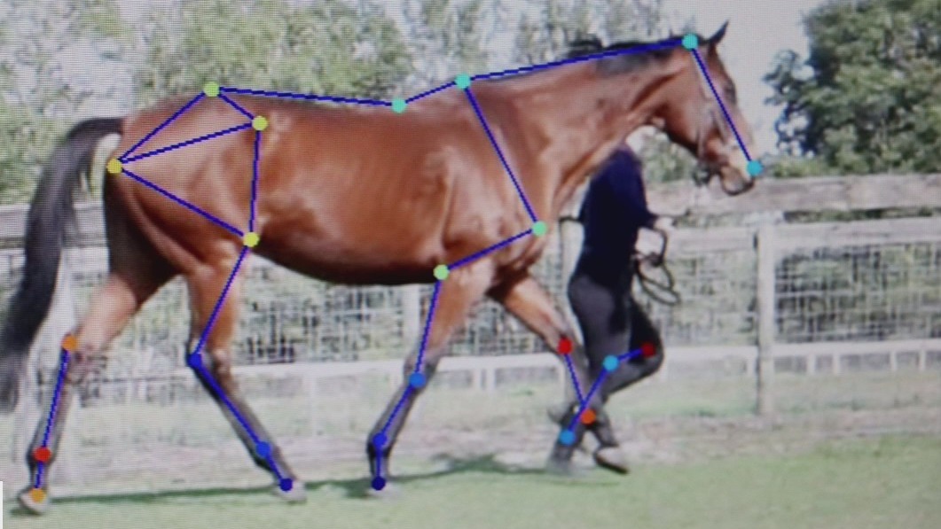 Computer program assesses mobility of horses